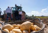 Inicio de la campa�a de recogida de la patata de La Puebla