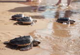 Cartagena se consolida como referente del cuidado y protecci�n de la fauna del Mediterr�neo con la suelta de 28 tortugas bobas en Calblanque