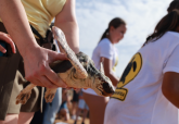 Cartagena se consolida como referente del cuidado y protecci�n de la fauna del Mediterr�neo con la suelta de 28 tortugas bobas en Calblanque